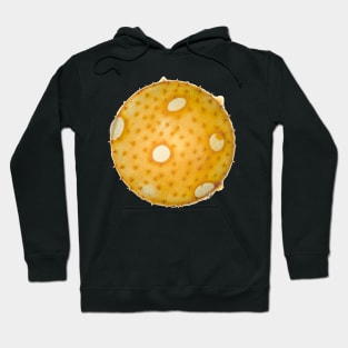 Summer squash pollen grain under the microscope Hoodie